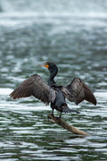 Cormorant - Drying the Wings