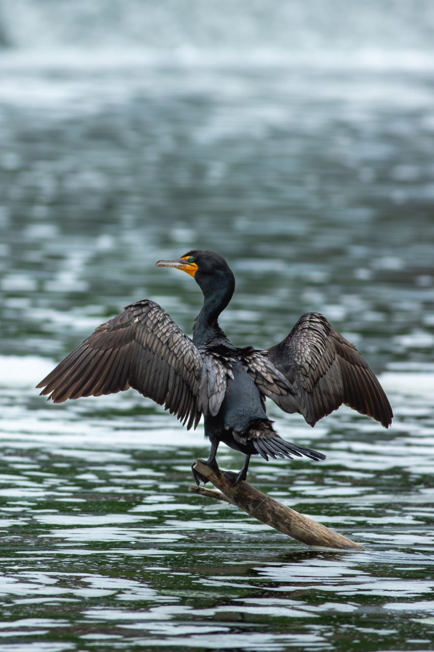 Cormorant - Drying the Wings