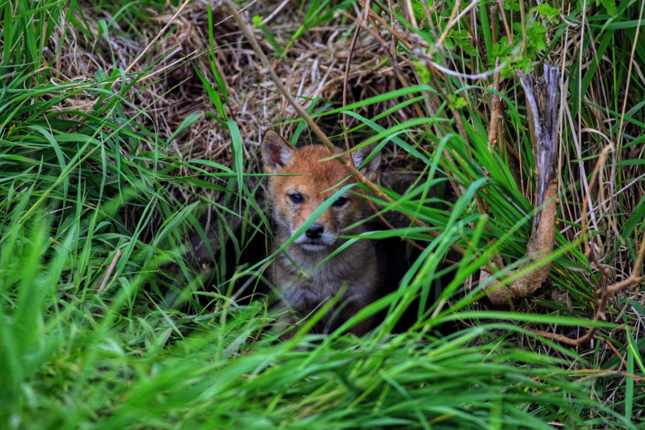 At the Den's Edge - Coyote Pup
