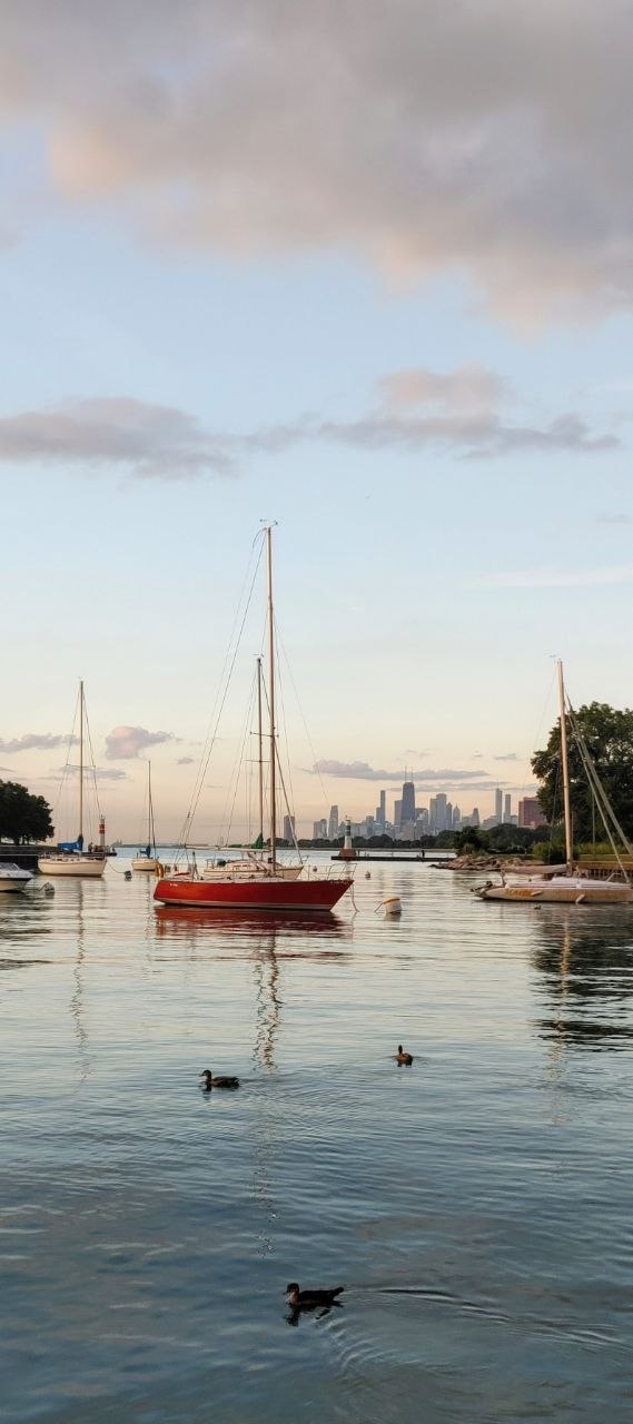 Chicago Harbor at golden hour with red sailboat, ducks in foreground, Willis Tower skyline