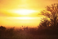 Golden Hour — Sentinels at Dusk