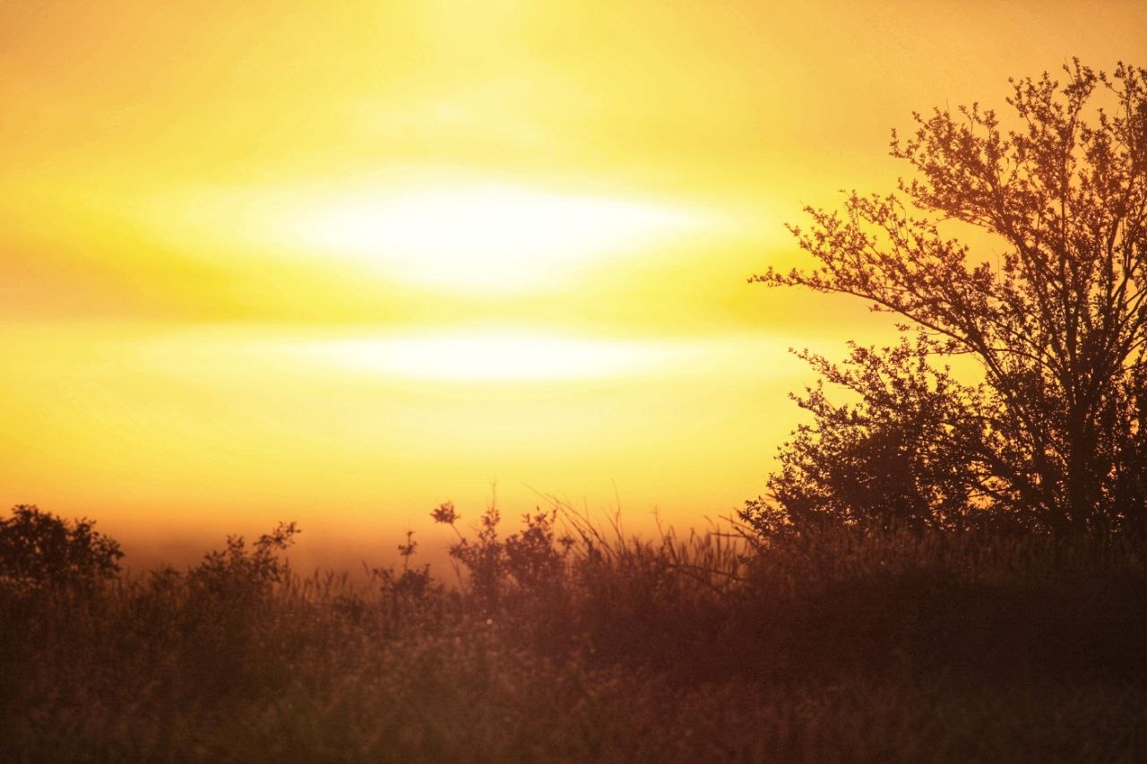 Golden Hour — Sentinels at Dusk