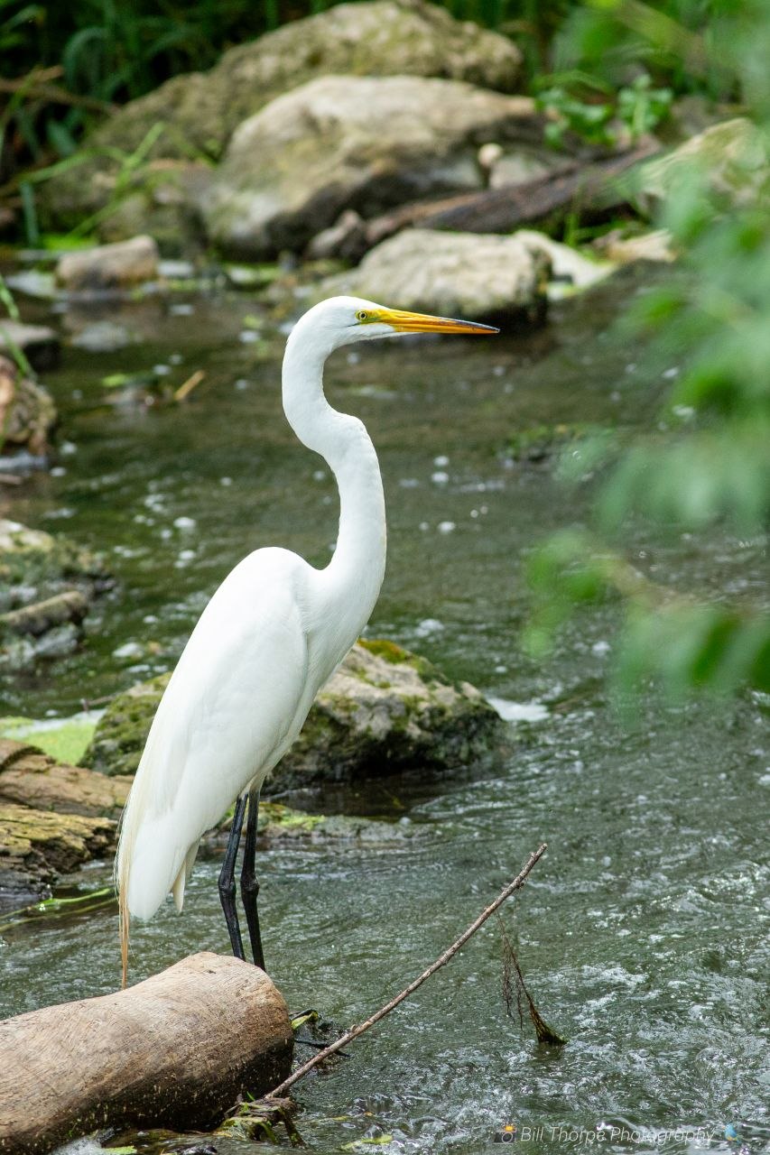 Great Egret — River Wading