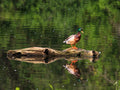 Mallard Drake — Mirror Water