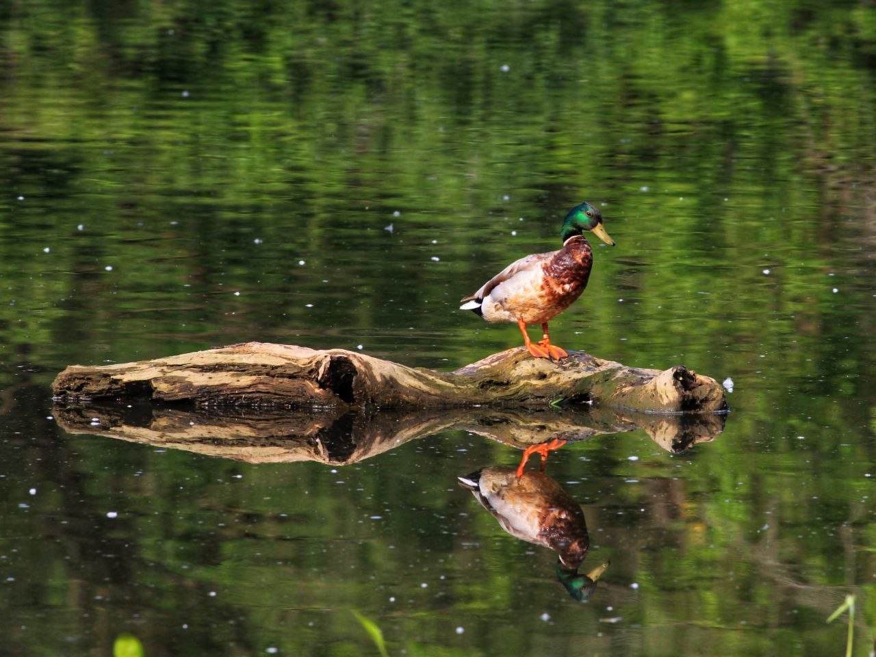Mallard Drake — Mirror Water