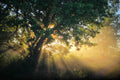 Morning Light — Forest Path