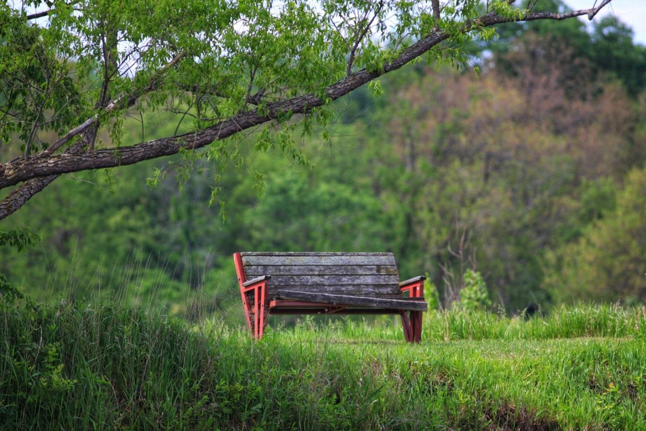 The Lonely Bench
