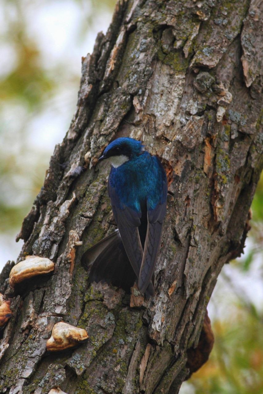 Tree Swallow — On the Bark